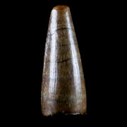 0.5" Crocodile Borealosuchus Fossil Tooth Judith River FM Montana COA Display
