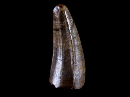 0.5" Crocodile Borealosuchus Fossil Tooth Judith River FM Montana COA Display