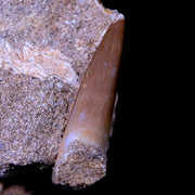 1.2" Plesiosaur Zarafasaura Tooth Fossil In Matrix Cretaceous Dinosaur Era COA