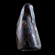 0.4" Crocodile Borealosuchus Fossil Tooth Judith River FM Montana COA Display