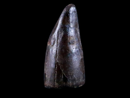 0.4" Crocodile Borealosuchus Fossil Tooth Judith River FM Montana COA Display