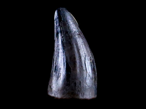 0.4 Crocodile Borealosuchus Fossil Tooth Judith River FM Montana COA Display - Fossil Age Minerals