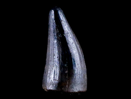 0.4 Crocodile Borealosuchus Fossil Tooth Judith River FM Montana COA Display