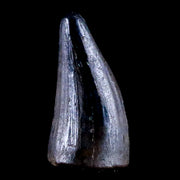 0.4 Crocodile Borealosuchus Fossil Tooth Judith River FM Montana COA Display