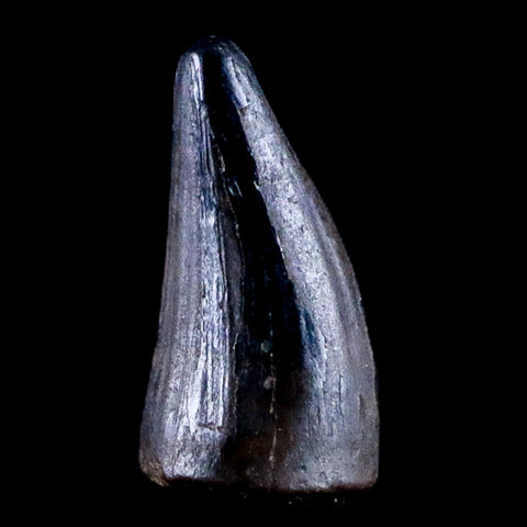 0.4 Crocodile Borealosuchus Fossil Tooth Judith River FM Montana COA Display - Fossil Age Minerals