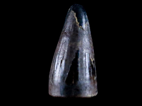 0.4 Crocodile Borealosuchus Fossil Tooth Judith River FM Montana COA Display - Fossil Age Minerals