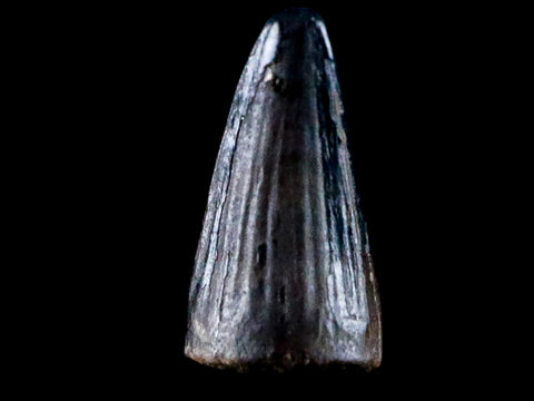 0.4 Crocodile Borealosuchus Fossil Tooth Judith River FM Montana COA Display - Fossil Age Minerals
