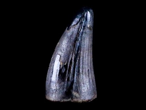 0.4 Crocodile Borealosuchus Fossil Tooth Judith River FM Montana COA Display - Fossil Age Minerals
