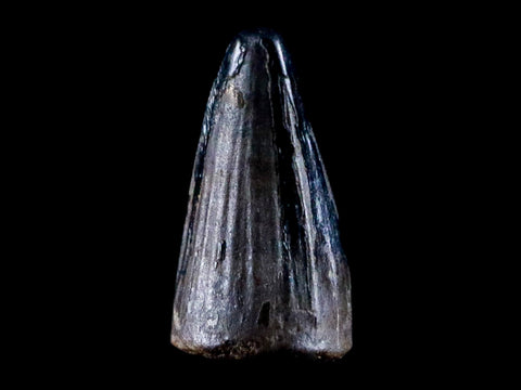 0.4 Crocodile Borealosuchus Fossil Tooth Judith River FM Montana COA Display - Fossil Age Minerals