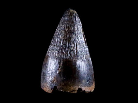 0.4 Crocodile Borealosuchus Fossil Tooth Judith River FM Montana COA Display - Fossil Age Minerals