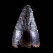 0.4 Crocodile Borealosuchus Fossil Tooth Judith River FM Montana COA Display