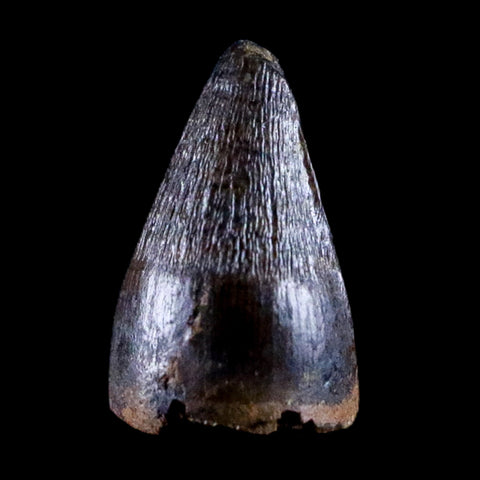 0.4 Crocodile Borealosuchus Fossil Tooth Judith River FM Montana COA Display - Fossil Age Minerals