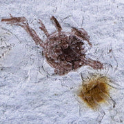 Fossil Crab Pinnixa Galliheri Pea Crab Monterey Cty San Luis Obispo Miocene Epoch