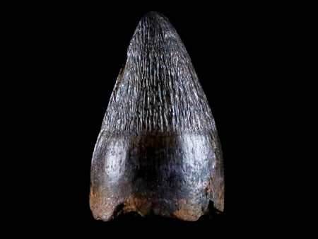 0.4 Crocodile Borealosuchus Fossil Tooth Judith River FM Montana COA Display