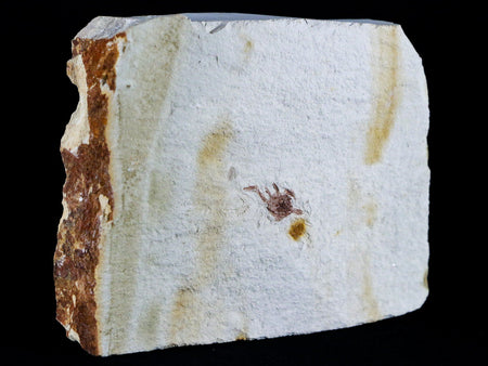 Fossil Crab Pinnixa Galliheri Pea Crab Monterey Cty San Luis Obispo Miocene Epoch