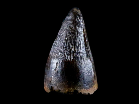 0.4 Crocodile Borealosuchus Fossil Tooth Judith River FM Montana COA Display - Fossil Age Minerals