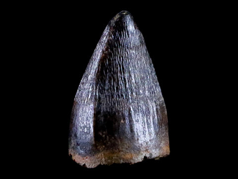 0.4 Crocodile Borealosuchus Fossil Tooth Judith River FM Montana COA Display - Fossil Age Minerals