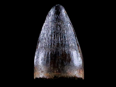 0.4 Crocodile Borealosuchus Fossil Tooth Judith River FM Montana COA Display - Fossil Age Minerals