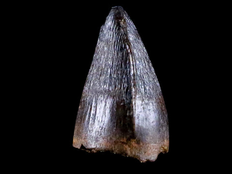 0.4 Crocodile Borealosuchus Fossil Tooth Judith River FM Montana COA Display - Fossil Age Minerals