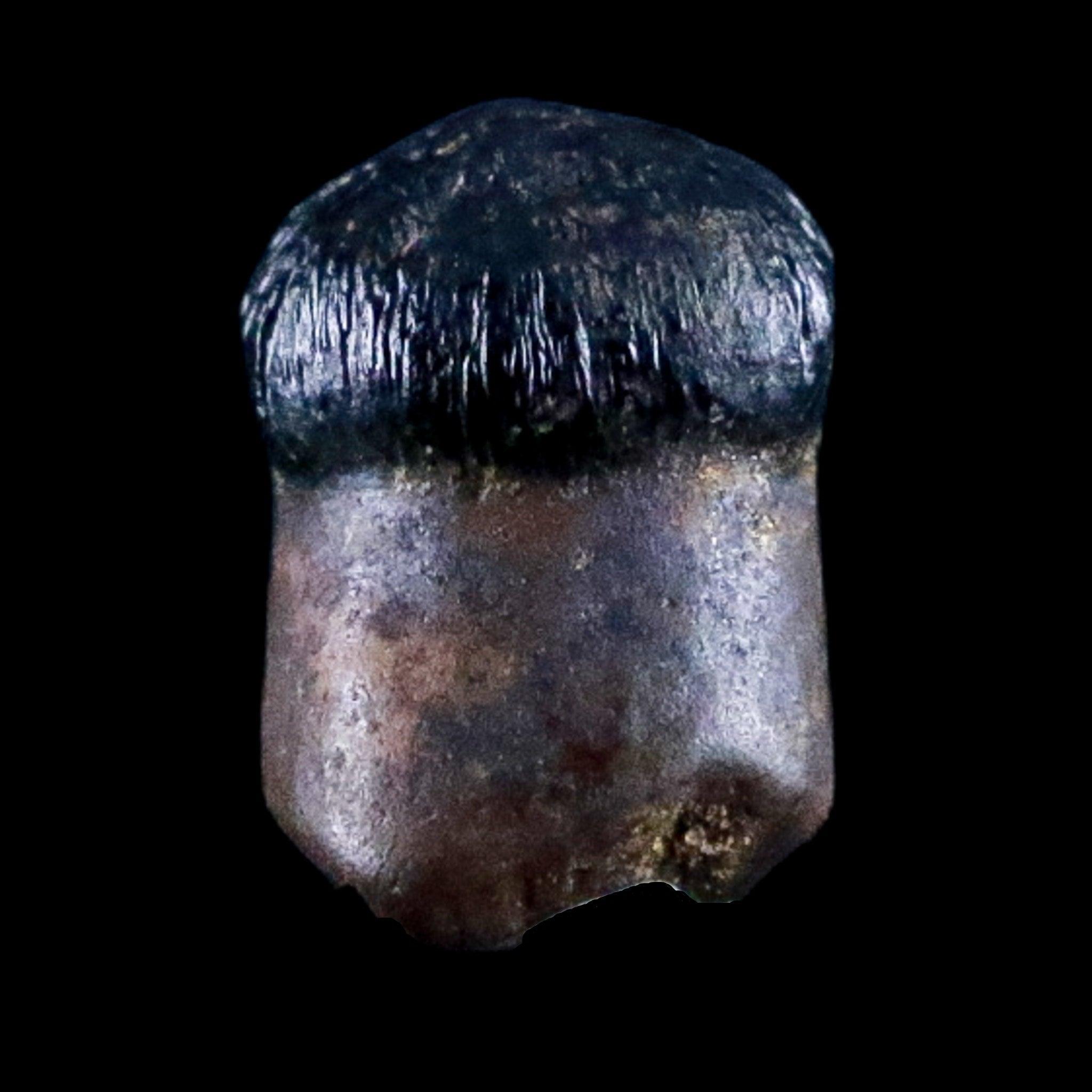 0.3" Crocodile Fossil Tooth Rooted Judith River Formation Montana Display - Fossil Age Minerals