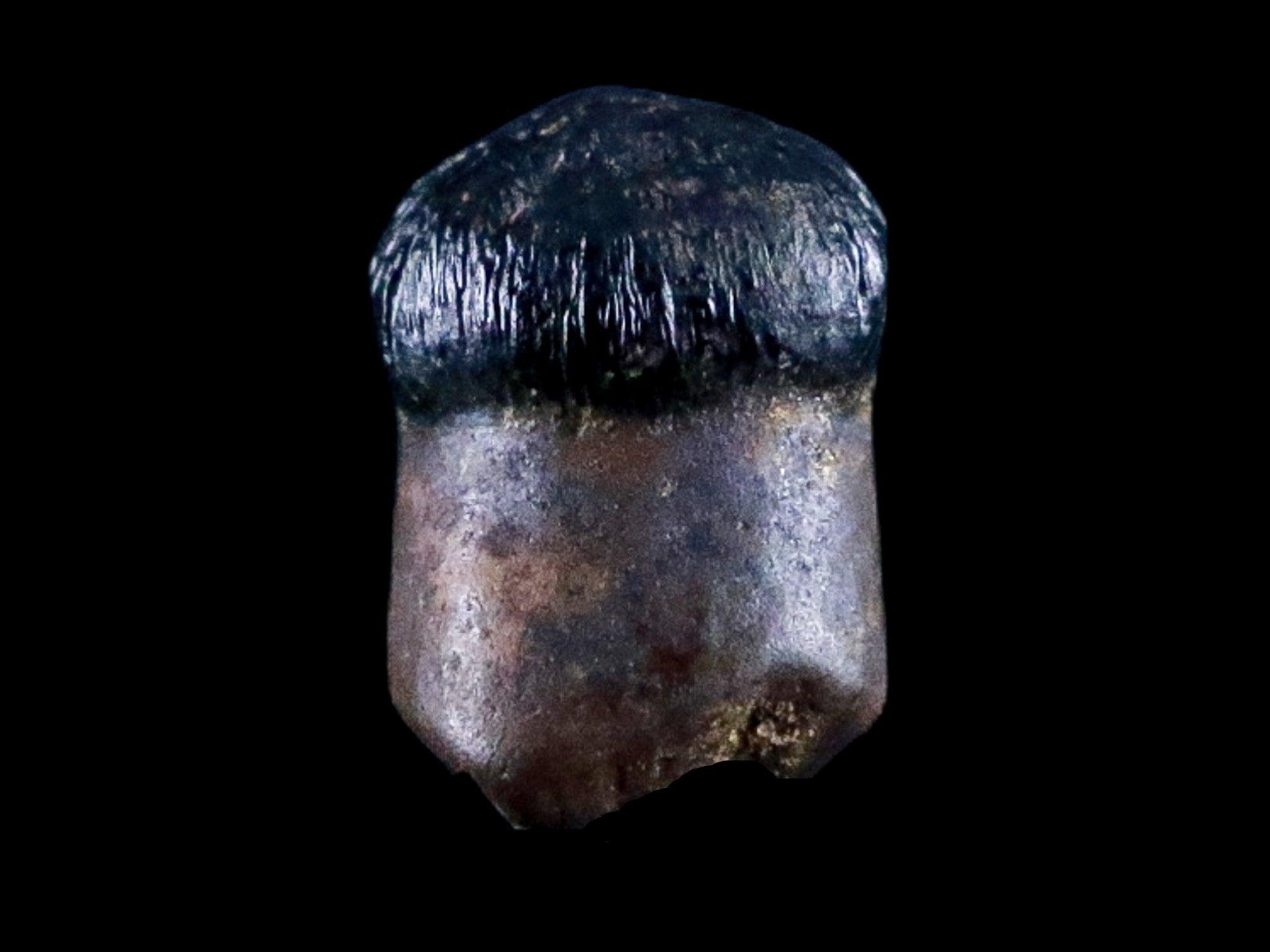 0.3" Crocodile Fossil Tooth Rooted Judith River Formation Montana Display - Fossil Age Minerals