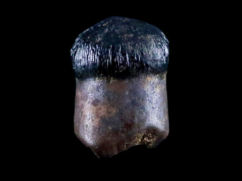 0.3" Crocodile Fossil Tooth Rooted Judith River Formation Montana Display - Fossil Age Minerals