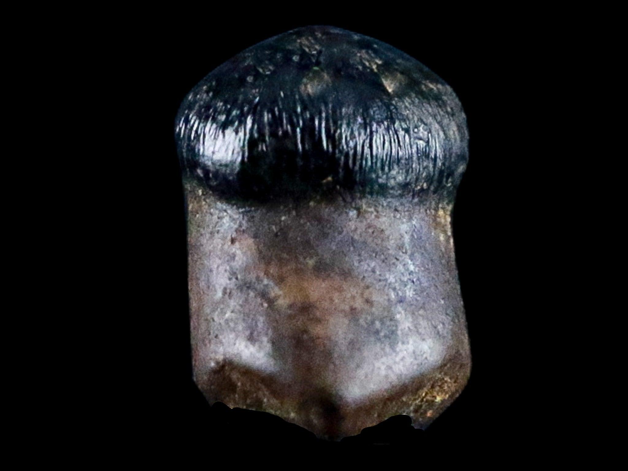0.3" Crocodile Fossil Tooth Rooted Judith River Formation Montana Display - Fossil Age Minerals