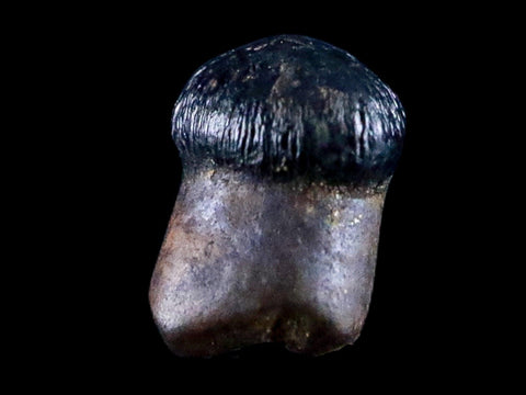 0.3" Crocodile Fossil Tooth Rooted Judith River Formation Montana Display - Fossil Age Minerals