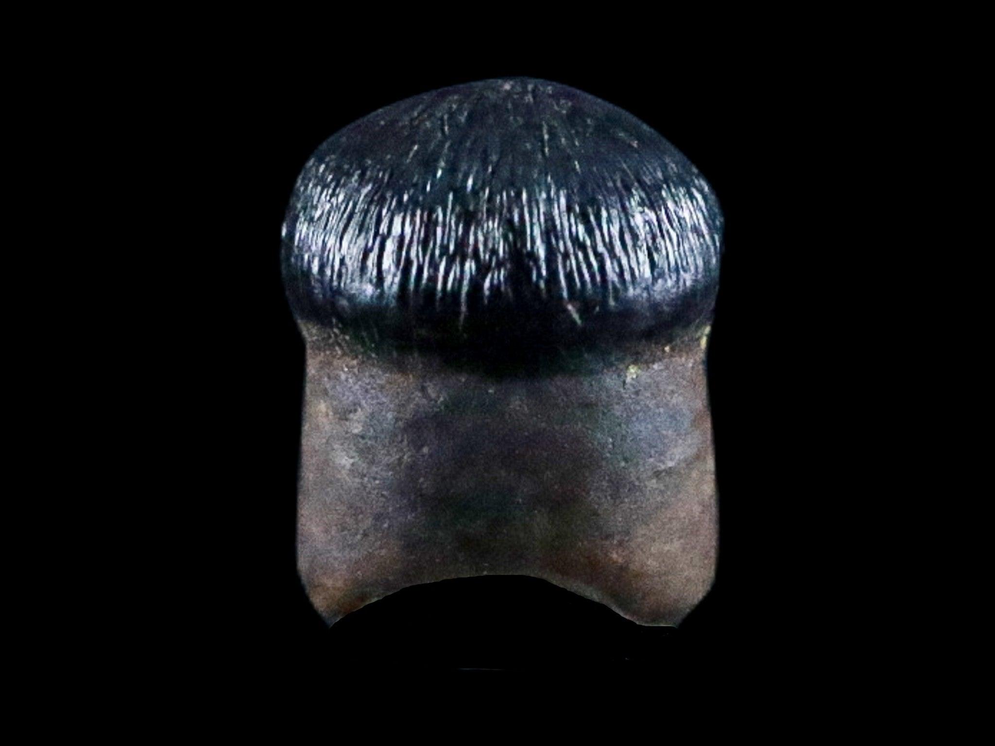 0.3" Crocodile Fossil Tooth Rooted Judith River Formation Montana Display - Fossil Age Minerals
