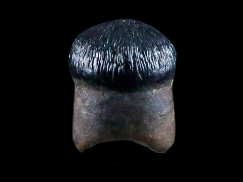 0.3" Crocodile Fossil Tooth Rooted Judith River Formation Montana Display - Fossil Age Minerals
