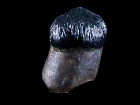0.3" Crocodile Fossil Tooth Rooted Judith River Formation Montana Display - Fossil Age Minerals