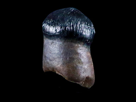 0.3" Crocodile Fossil Tooth Rooted Judith River Formation Montana Display - Fossil Age Minerals