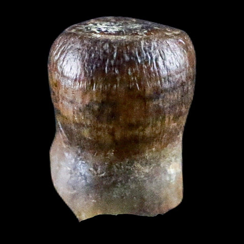 0.3" Crocodile Fossil Tooth Rooted Judith River Formation Montana Display - Fossil Age Minerals