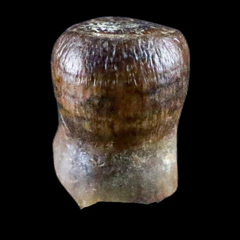 0.3" Crocodile Fossil Tooth Rooted Judith River Formation Montana Display - Fossil Age Minerals