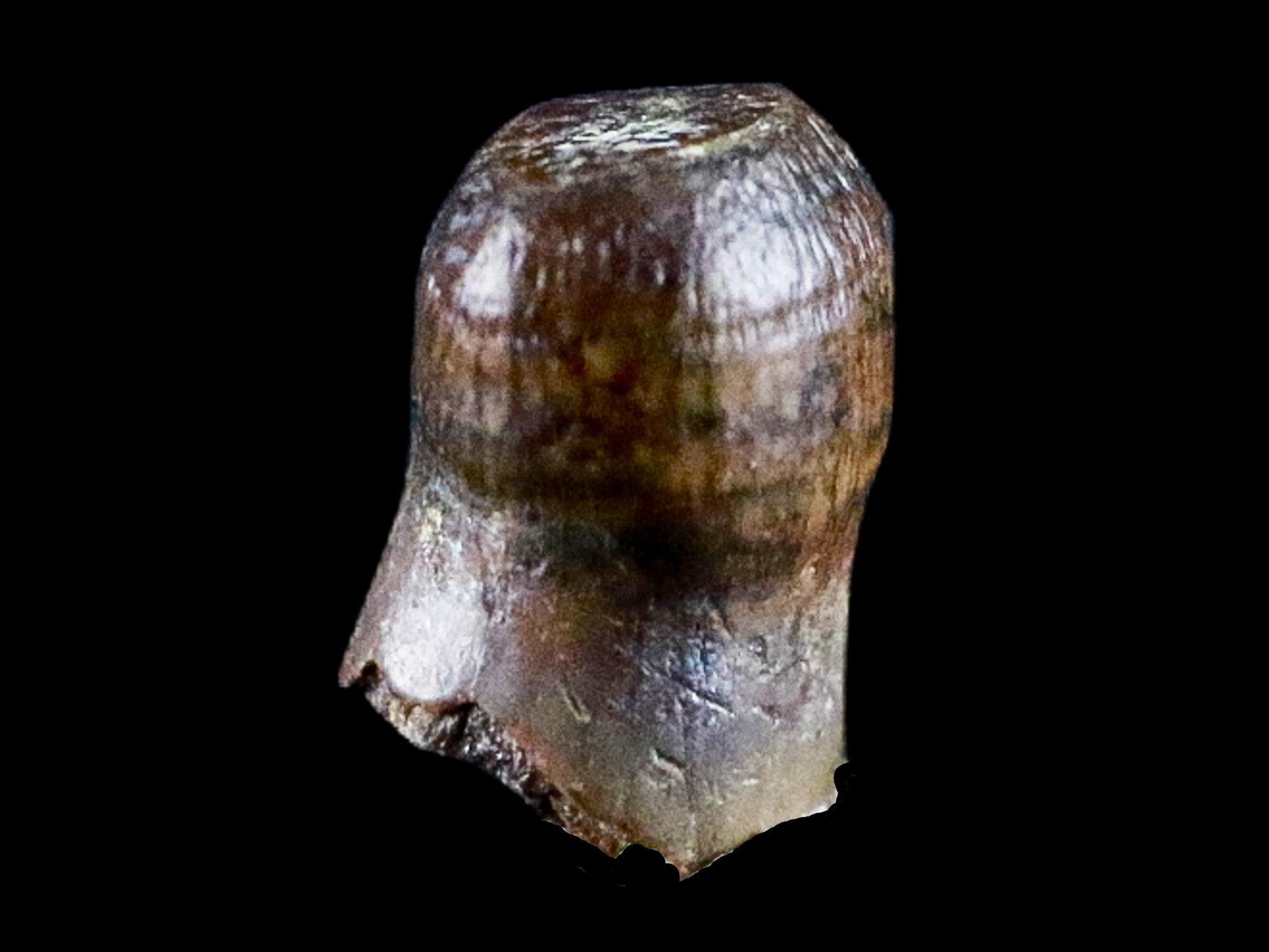 0.3" Crocodile Fossil Tooth Rooted Judith River Formation Montana Display - Fossil Age Minerals