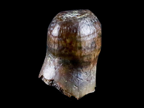 0.3" Crocodile Fossil Tooth Rooted Judith River Formation Montana Display - Fossil Age Minerals
