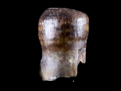 0.3" Crocodile Fossil Tooth Rooted Judith River Formation Montana Display - Fossil Age Minerals