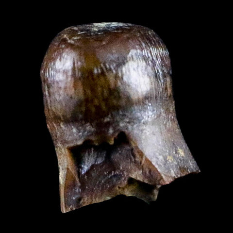 0.3" Crocodile Fossil Tooth Rooted Judith River Formation Montana Display - Fossil Age Minerals