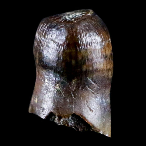 0.3" Crocodile Fossil Tooth Rooted Judith River Formation Montana Display - Fossil Age Minerals
