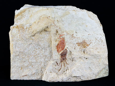 Fossil Crab Pinnixa Galliheri Pea Crab Monterey Cty San Luis Obispo Miocene Epoch - Fossil Age Minerals