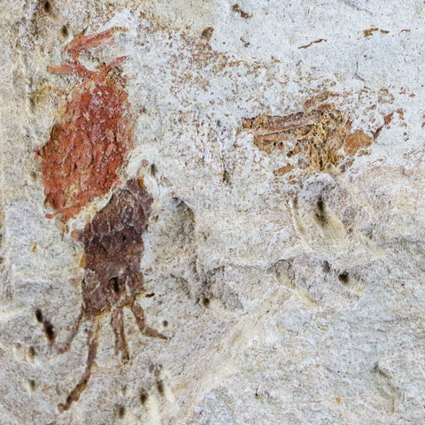 Fossil Crab Pinnixa Galliheri Pea Crab Monterey Cty San Luis Obispo Miocene Epoch - Fossil Age Minerals