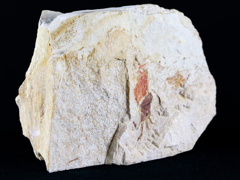 Fossil Crab Pinnixa Galliheri Pea Crab Monterey Cty San Luis Obispo Miocene Epoch - Fossil Age Minerals