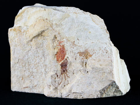 Fossil Crab Pinnixa Galliheri Pea Crab Monterey Cty San Luis Obispo Miocene Epoch - Fossil Age Minerals