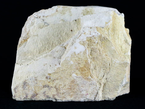 Fossil Crab Pinnixa Galliheri Pea Crab Monterey Cty San Luis Obispo Miocene Epoch - Fossil Age Minerals