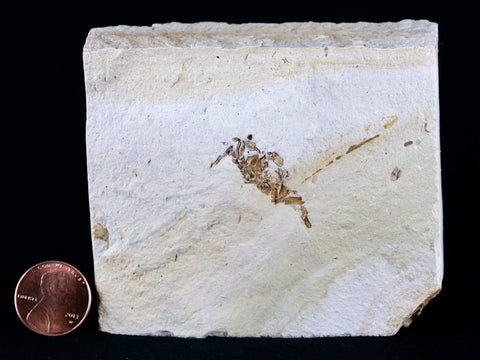 Fossil Crab Pinnixa Galliheri Pea Crab Monterey Cty San Luis Obispo Miocene Epoch - Fossil Age Minerals