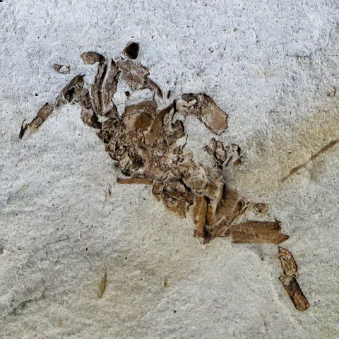 Fossil Crab Pinnixa Galliheri Pea Crab Monterey Cty San Luis Obispo Miocene Epoch - Fossil Age Minerals