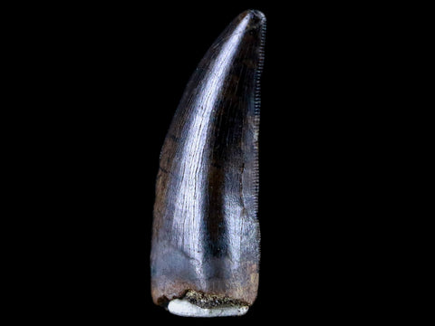 1.4" Daspletosaurus Tyrannosaur Serrated Fossil Tooth Cretaceous Dinosaur COA - Fossil Age Minerals