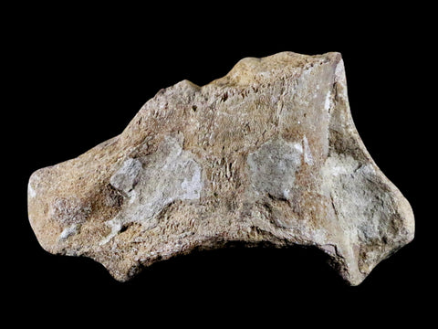 3.7" Mosasaur Platecarpus Vertebrae Fossil Cretaceous Dinosaur Era Sulfur River TX - Fossil Age Minerals