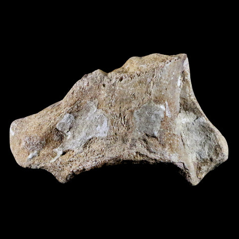 3.7" Mosasaur Platecarpus Vertebrae Fossil Cretaceous Dinosaur Era Sulfur River TX - Fossil Age Minerals