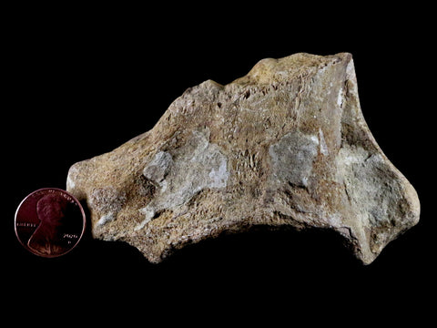 3.7" Mosasaur Platecarpus Vertebrae Fossil Cretaceous Dinosaur Era Sulfur River TX - Fossil Age Minerals